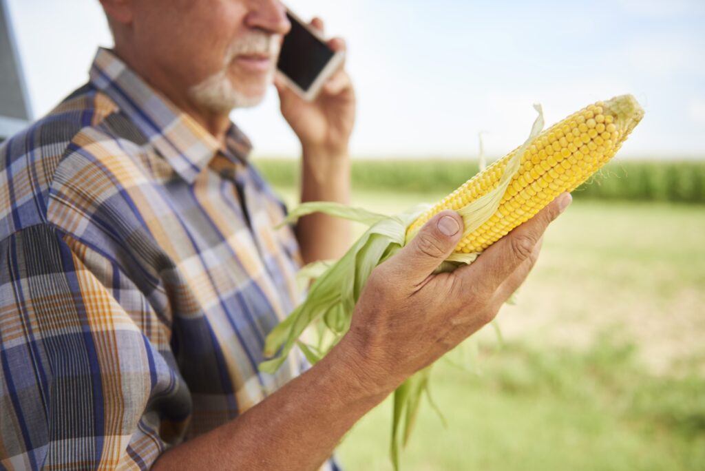 Farmer holding corn cob and talking on cell phone on field